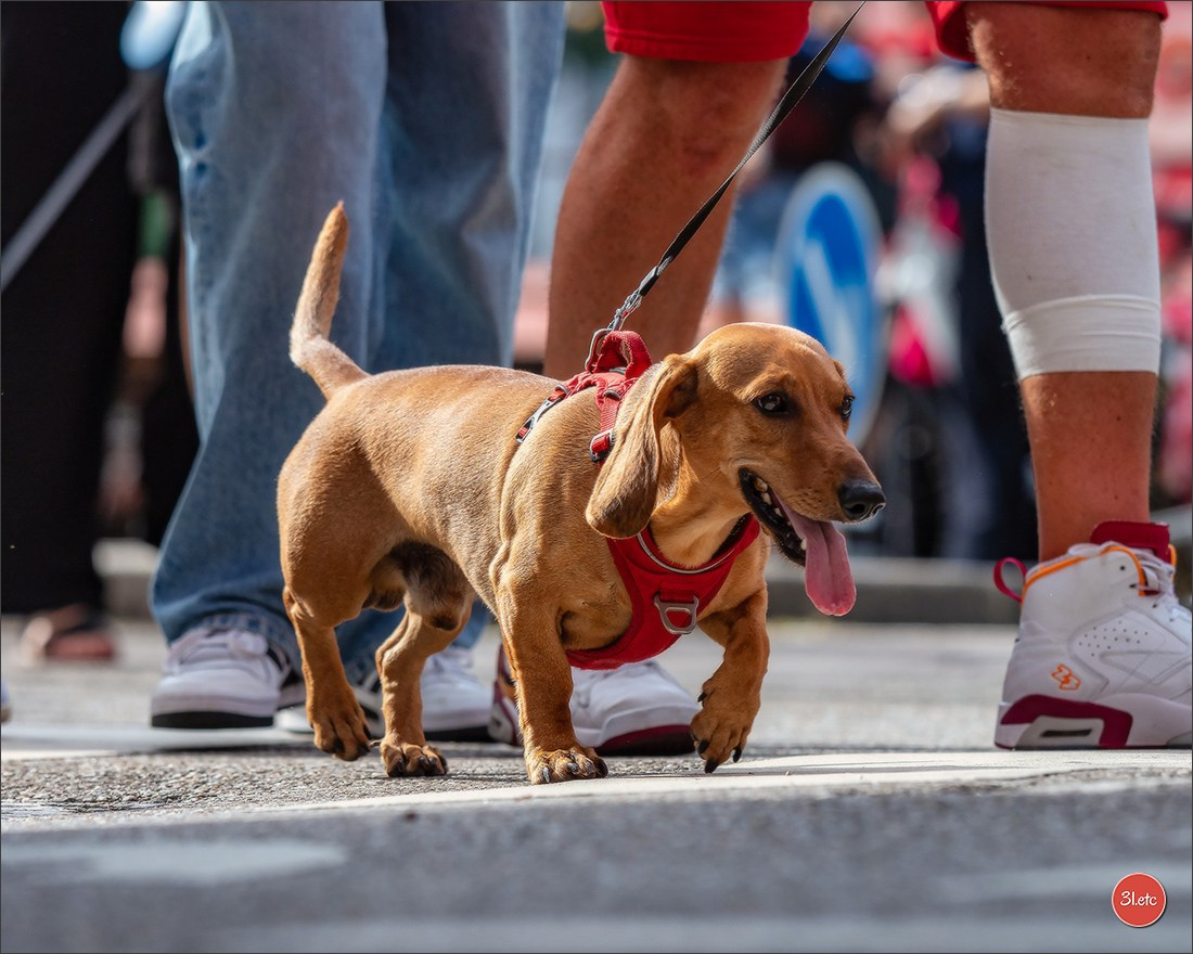 Teckels Parade Strasbourgeoise  Vous pouvez voir le galerie de photos. Photographe à Strasbourg | Portraits, Studio, Enfants, Événements