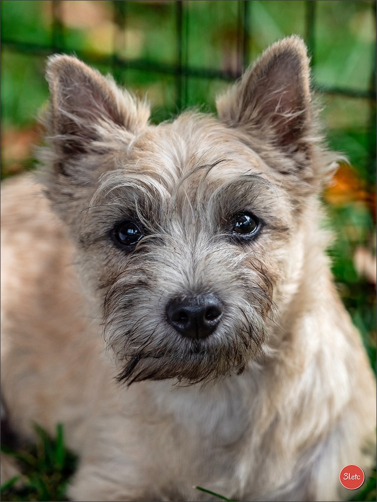 Expo canine Strasbourg  🇫🇷  23-24/08/2025. Photographe à Strasbourg | Portraits, Studio, Enfants, Événements