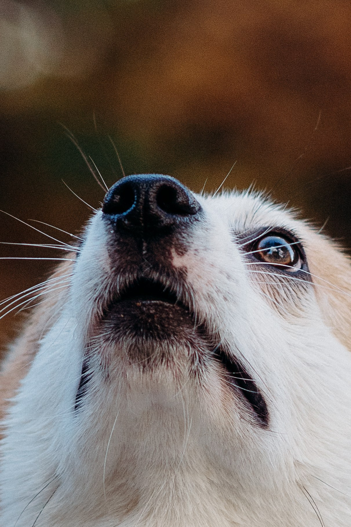 Liisa, Alexander & Marsel. Фотограф-анималист в Таллинне, Катя Лайсаар