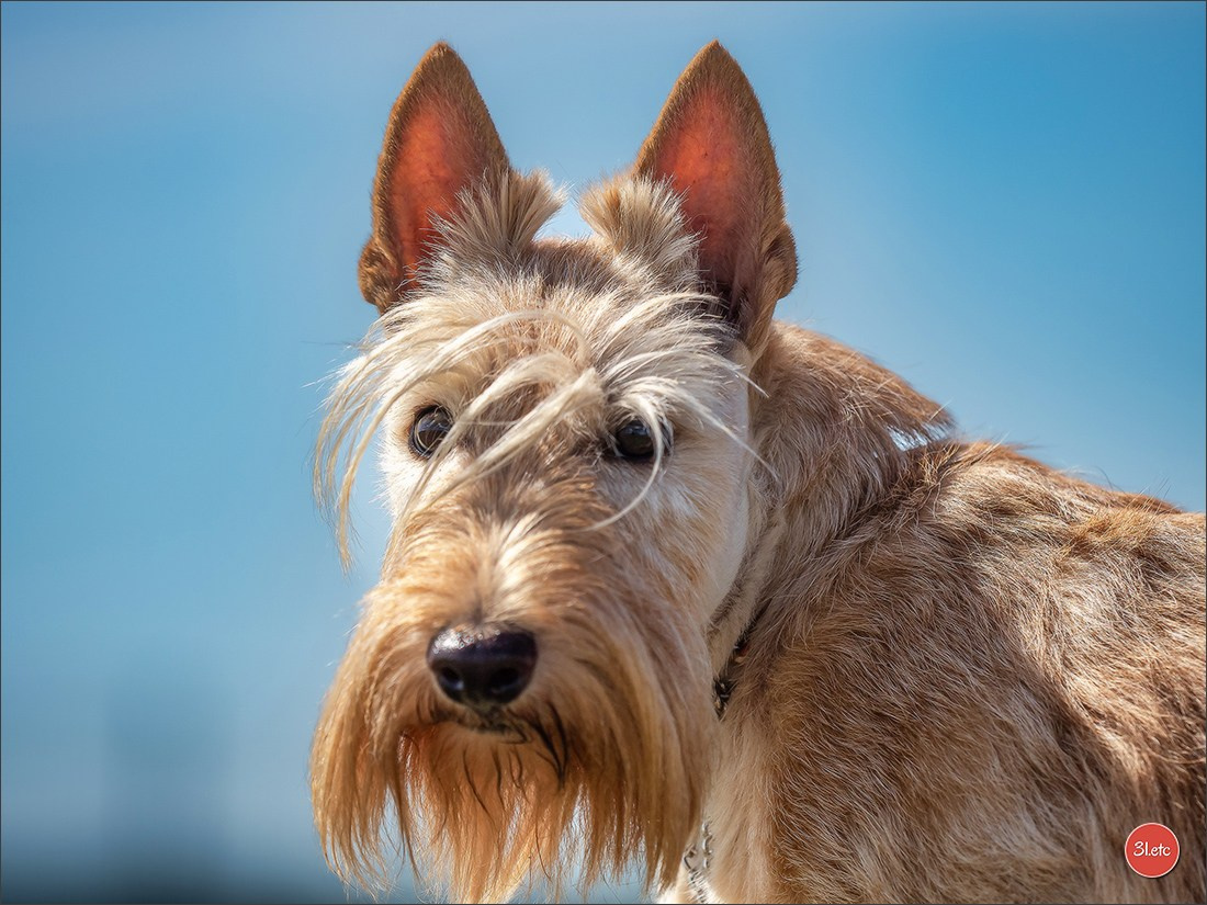Expo canine 🇫🇷 MARGNY LES COMPIEGNE 06-07/09/2025. Photographe à Strasbourg | Portraits, Studio, Enfants, Événements