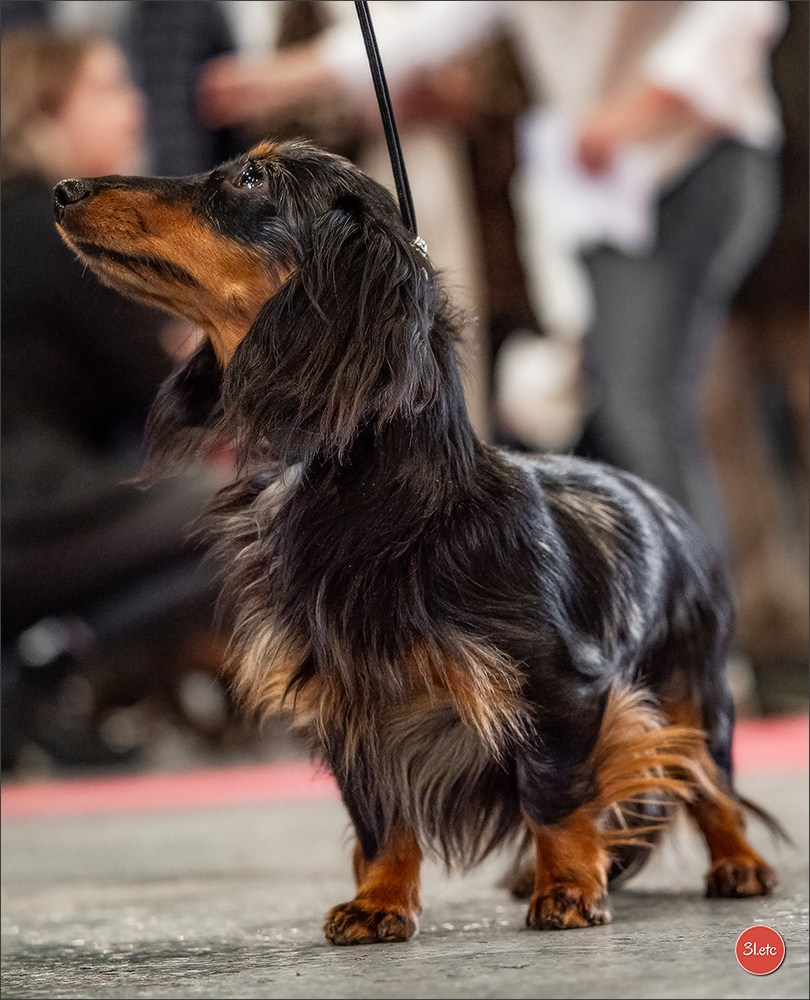 Expo canine  🇫🇷  Metz 08-09/11/2025. Photographe à Strasbourg | Portraits, Studio, Enfants, Événements