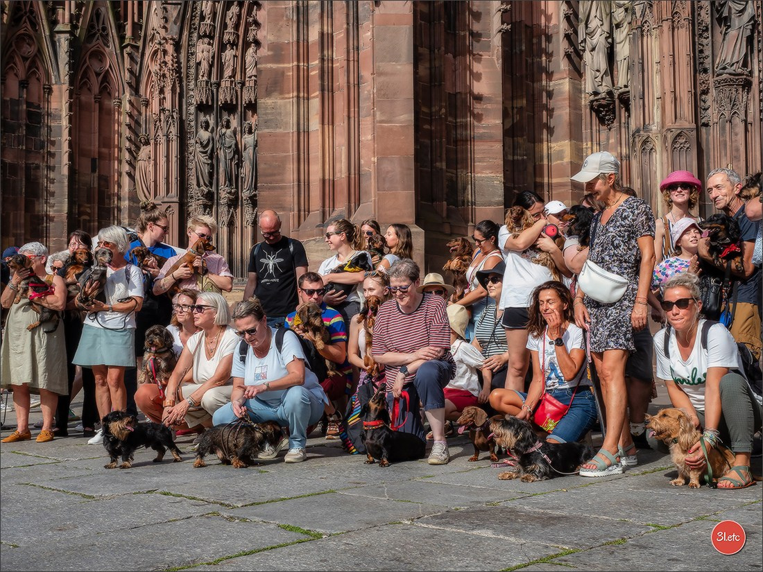 Teckels Parade Strasbourgeoise  Vous pouvez voir le galerie de photos. Photographe à Strasbourg | Portraits, Studio, Enfants, Événements