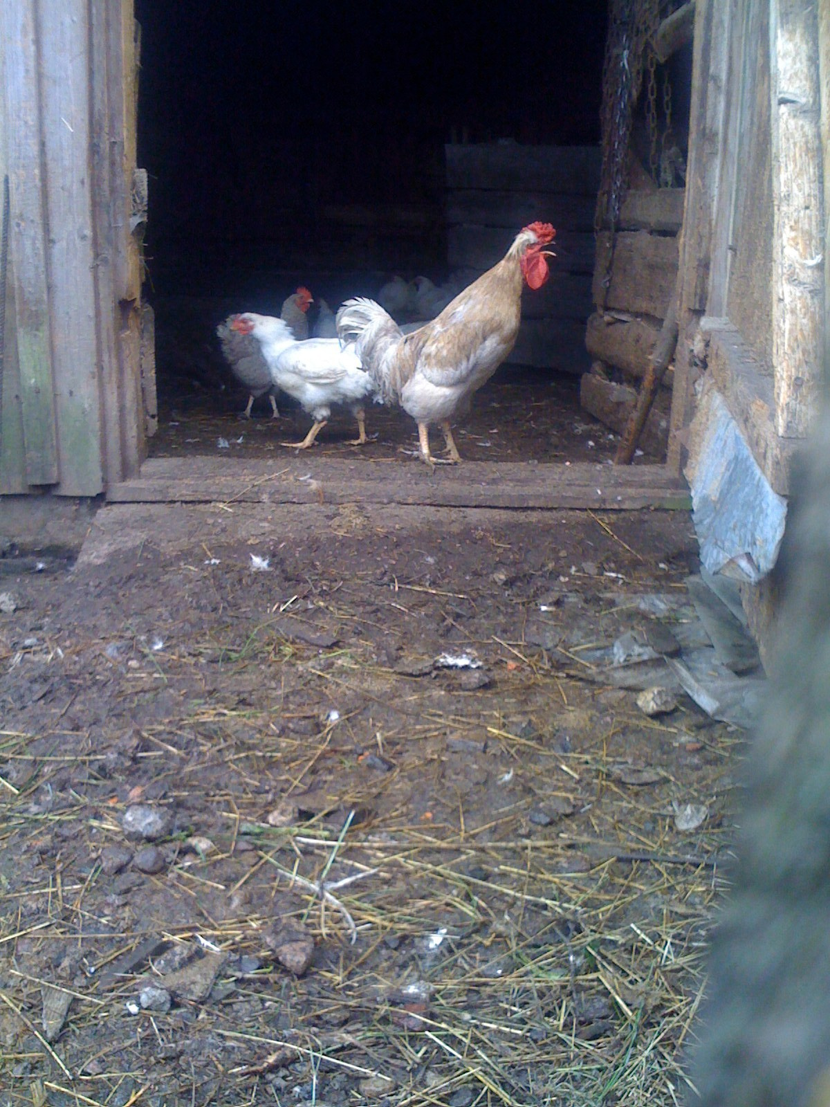 ISRAEL and beautiful people