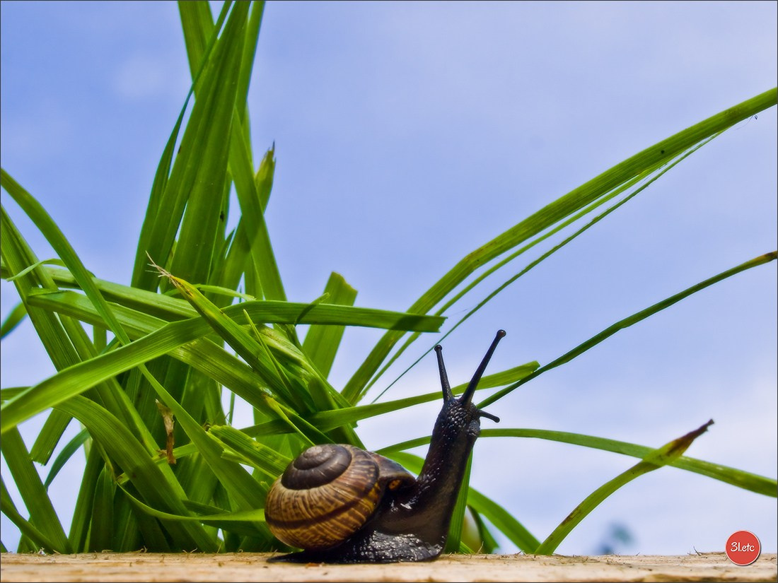 Photographie animalière. Photographe à Strasbourg | Portraits, Studio, Enfants, Événements