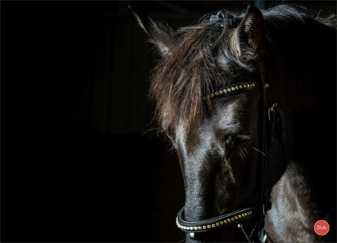 Photographie animalière. Photographe à Strasbourg | Portraits, Studio, Enfants, Événements
