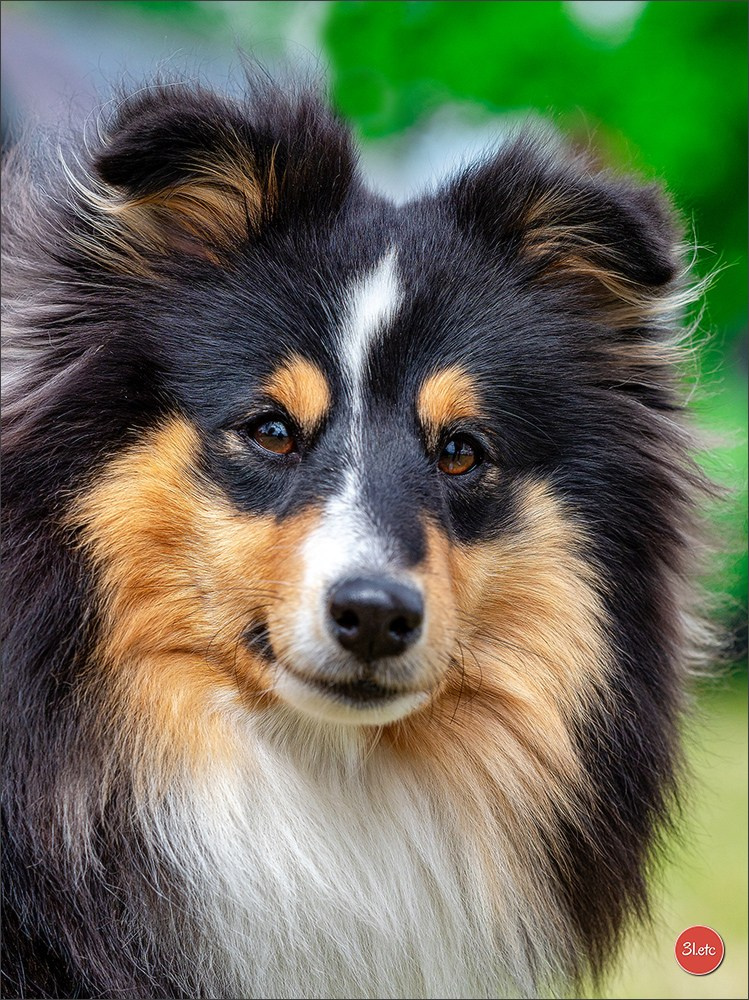 Dog Show Rieden 🇩🇪 16-18/05/2025. Photographe à Strasbourg | Portraits, Studio, Enfants, Événements