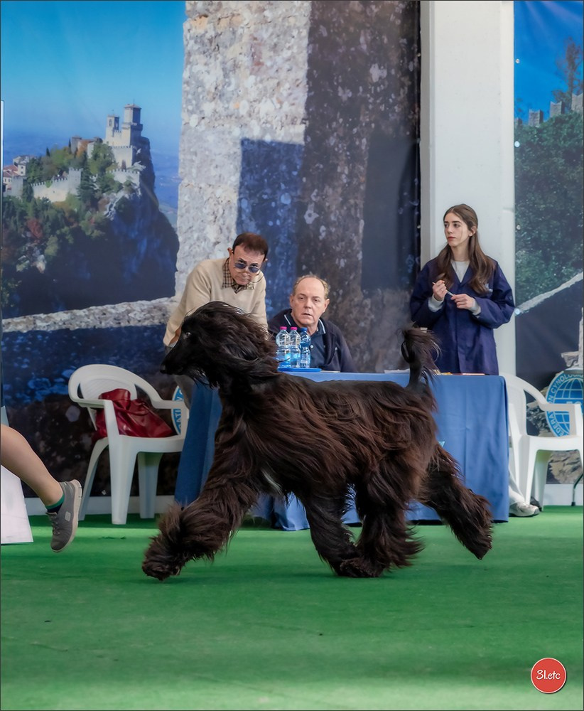 Dog Show  🇮🇹  San Marino. Photographe à Strasbourg | Portraits, Studio, Enfants, Événements