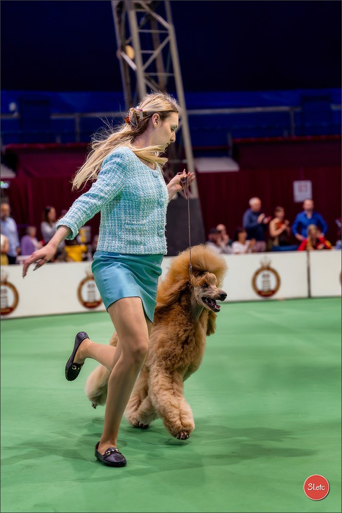 Expo canine 🇲🇨 Monaco 9-10/05/2026. Photographe à Strasbourg | Les animaux, Portraits, Studio, Événements