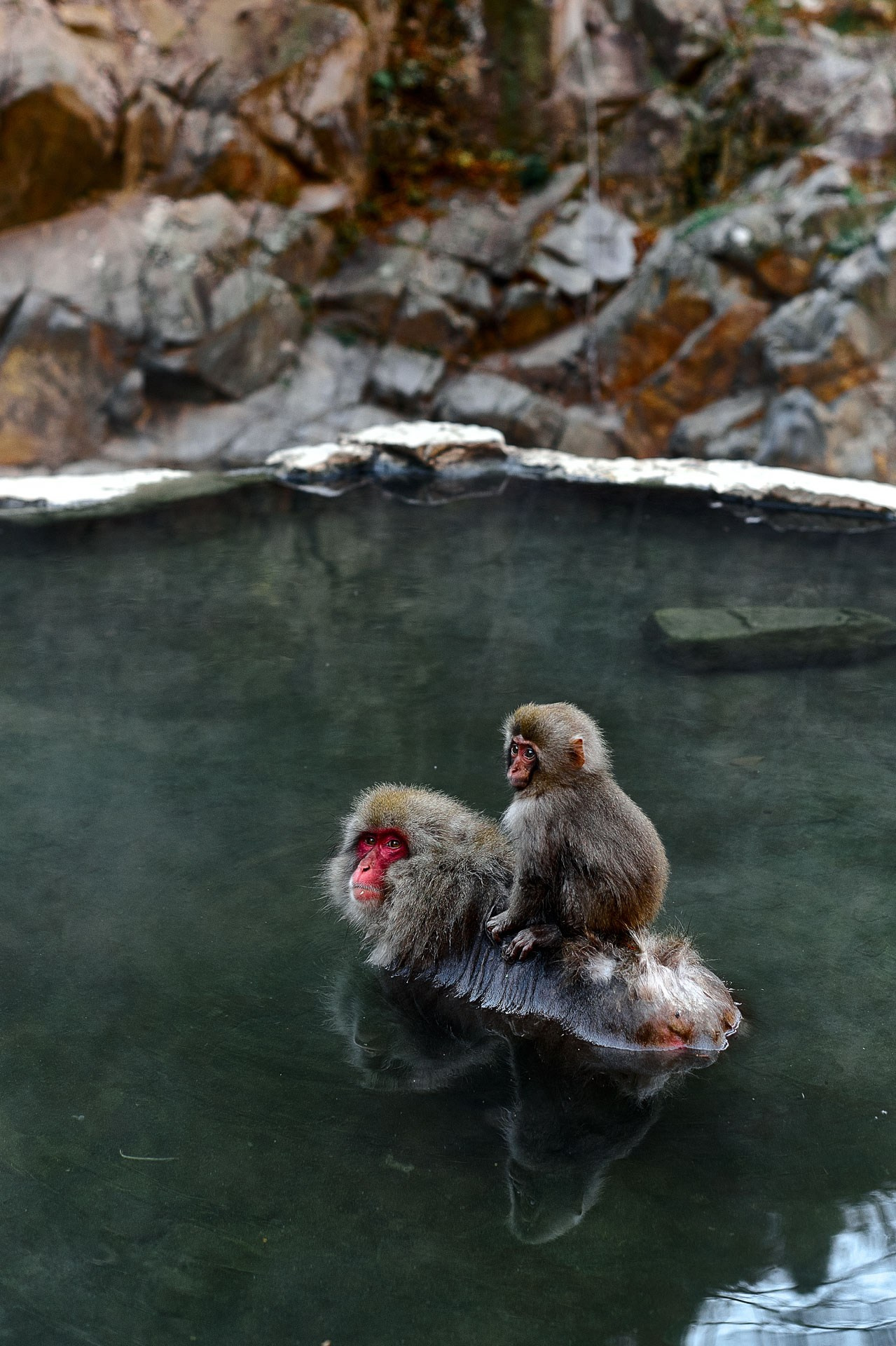A Photographer’s Guide to Jigokudani Snow Monkey Park, Nagano