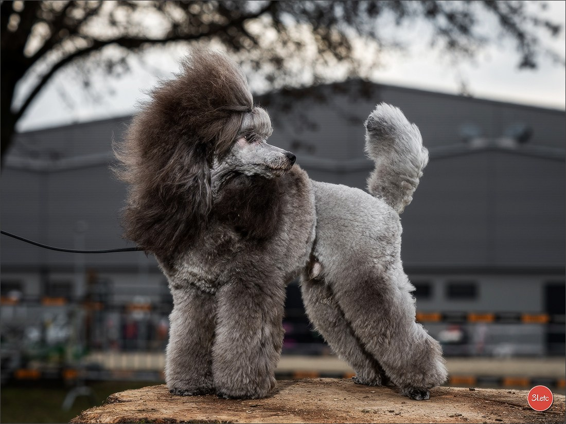 🇩🇪 Offenburg  International Dogshow 09-10.03.24 🇩🇪. Photographe à Strasbourg | Portraits, Studio, Enfants, Événements