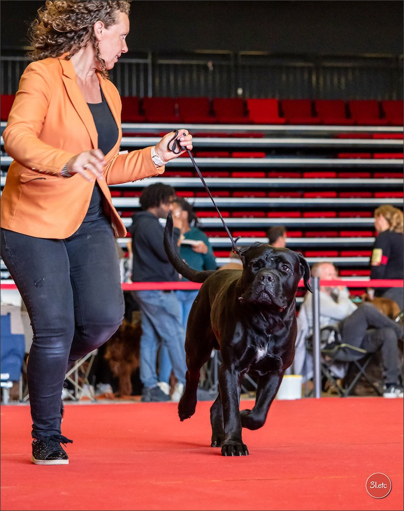 Exposition Canine à  Margny-lès-Compiègne 14-15/09/2024. Photographe à Strasbourg | Portraits, Studio, Enfants, Événements