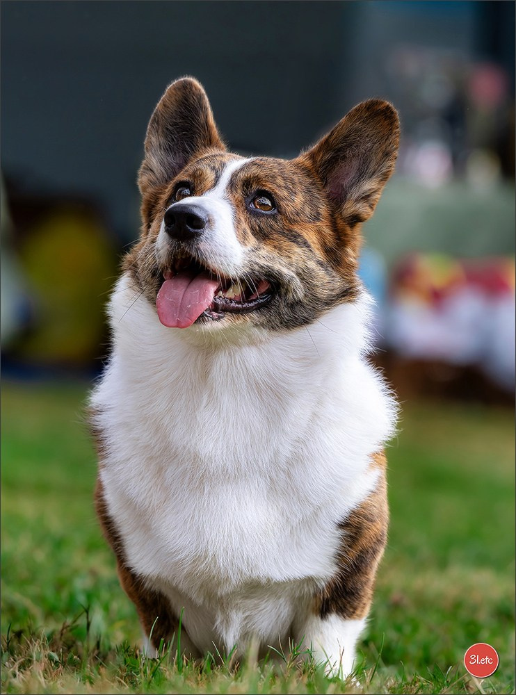 🇫🇷 Romorantin - Exposition Canine Nationale. Photographe à Strasbourg | Portraits, Studio, Enfants, Événements