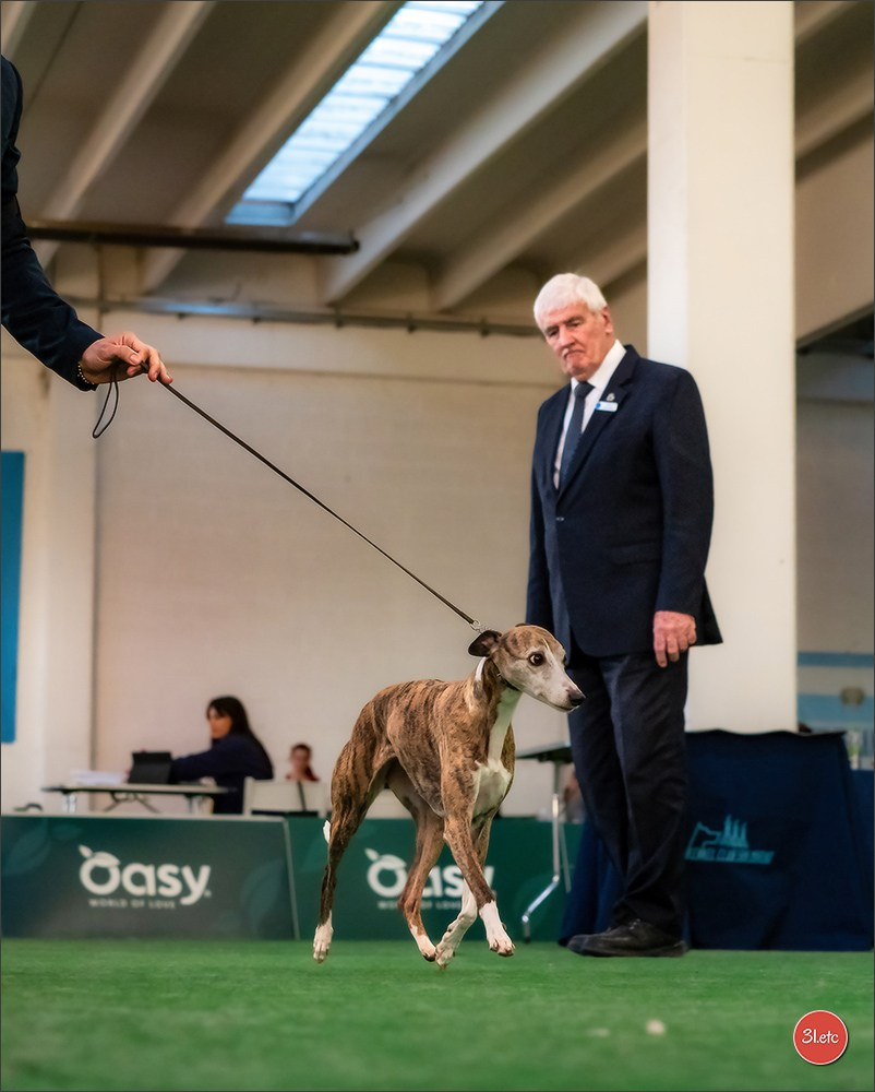 Dog Show  🇮🇹  San Marino. Photographe à Strasbourg | Portraits, Studio, Enfants, Événements