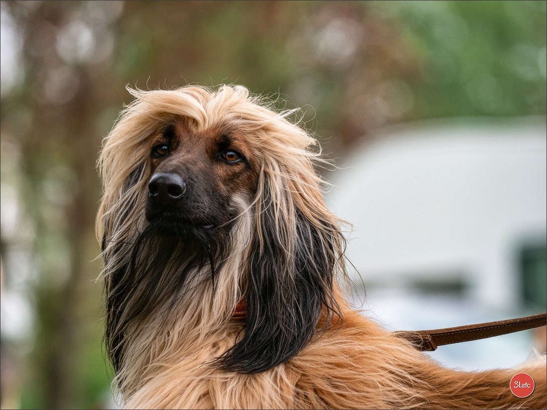 Der Windhund-Rennverein Kurpfalz e.V. (WRV-Kurpfalz) ist ein Windhundverein mit einer wunderschönen Anlage inklusive einer modernen Rasen-Re. Photographe à Strasbourg | Portraits, Studio, Enfants, Événements