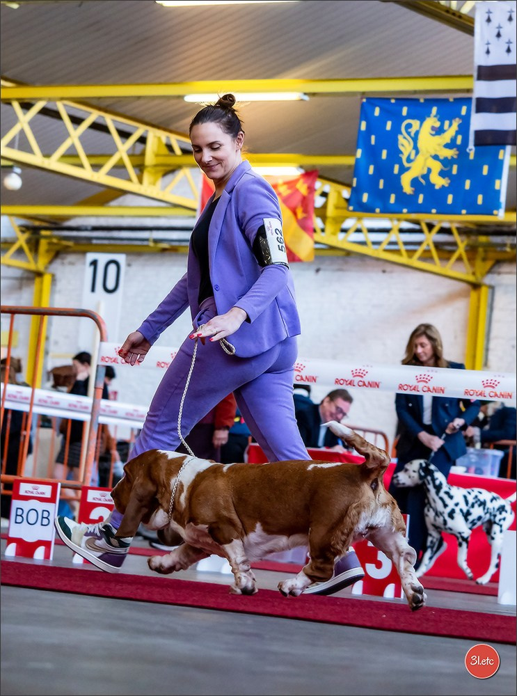 À l'exposition de Mouscron 🇧🇪 #dogshow #dogsphotography #expocanine #photopets #pets #dogs #aminalier #animals #mouscron #mouscron2025. Photographe à Strasbourg | Portraits, Studio, Enfants, Événements