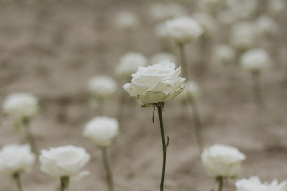 Anastasia & Alex (Freie Trauung am Meer in Holland - nur zu zweit). Hochzeitfotografin Düsseldorf, NRW Nadja Holzmann