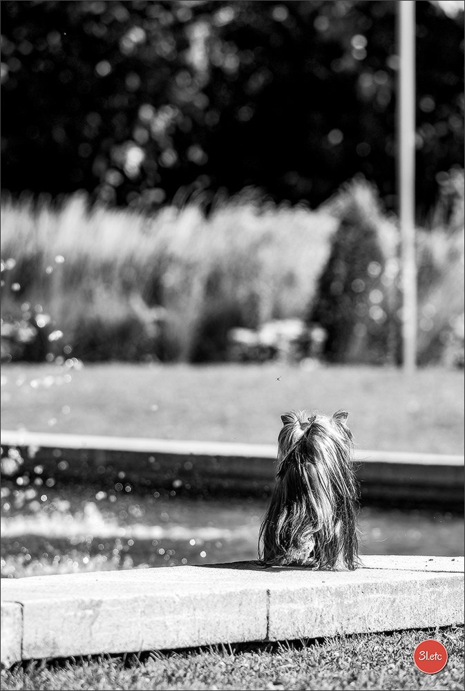 Photographie animalière. Photographe à Strasbourg | Portraits, Studio, Enfants, Événements