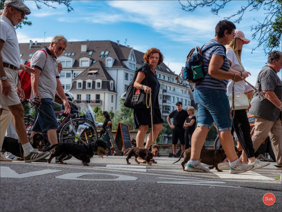Teckels Parade Strasbourgeoise  Vous pouvez voir le galerie de photos. Photographe à Strasbourg | Portraits, Studio, Enfants, Événements