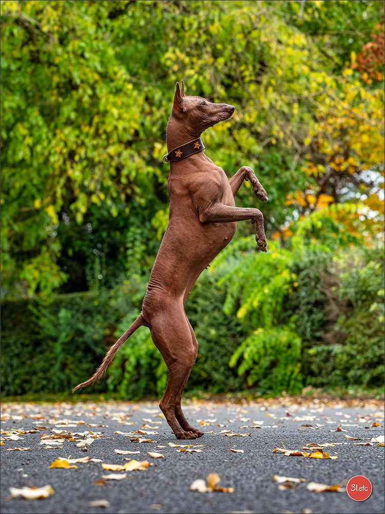 Photographie animalière. Photographe à Strasbourg | Portraits, Studio, Enfants, Événements