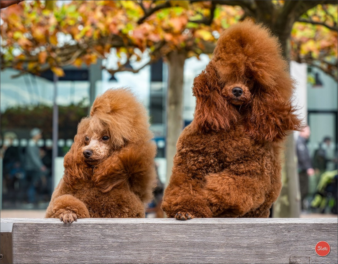 Photographie animalière. Photographe à Strasbourg | Portraits, Studio, Enfants, Événements