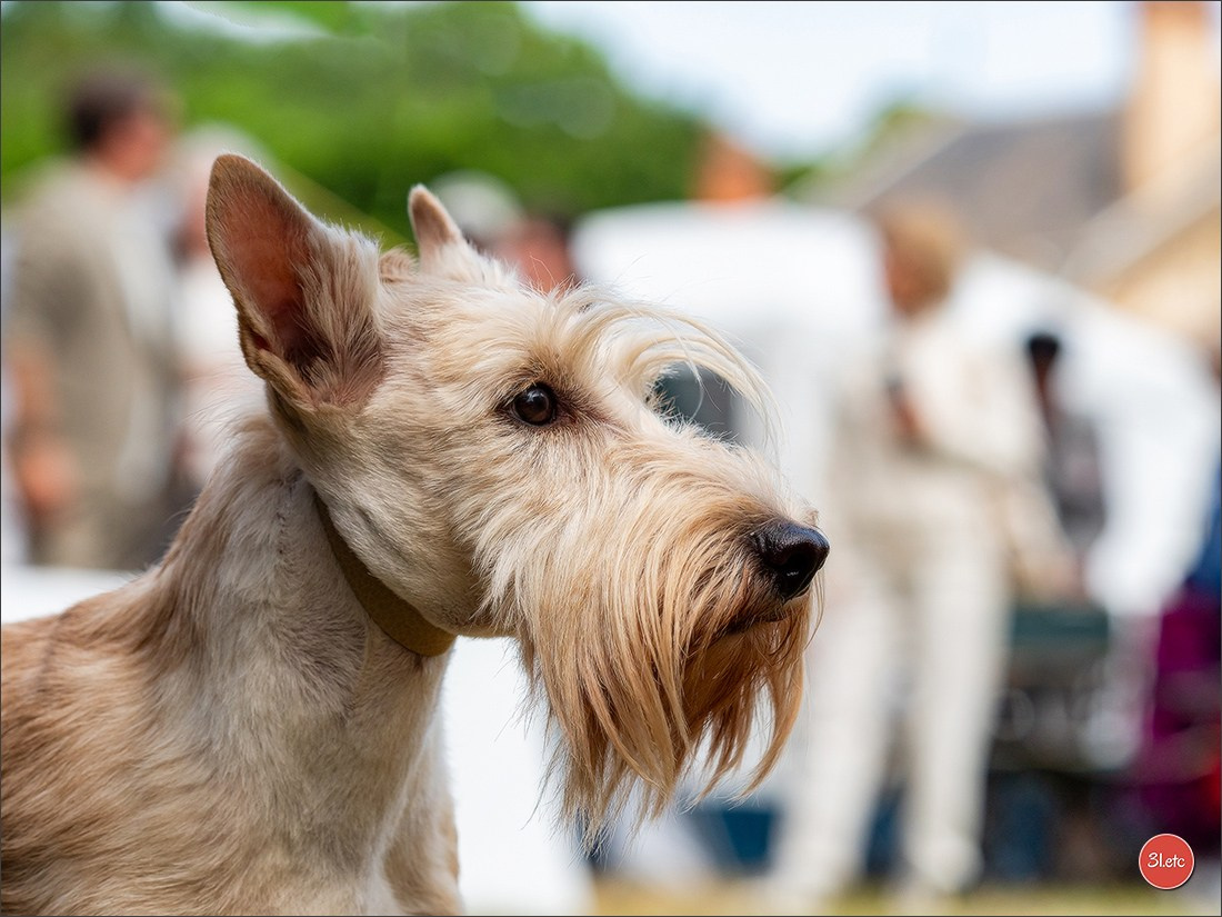Championnat de France du chien de race  🇫🇷  DIJON (château de Brognon) 7-8/06/2025. Photographe à Strasbourg | Portraits, Studio, Enfants, Événements