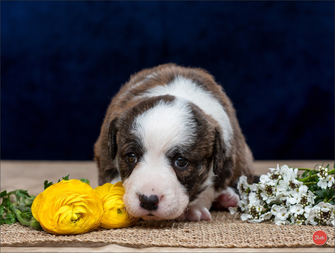 Photographie animalière. Photographe à Strasbourg | Portraits, Studio, Enfants, Événements