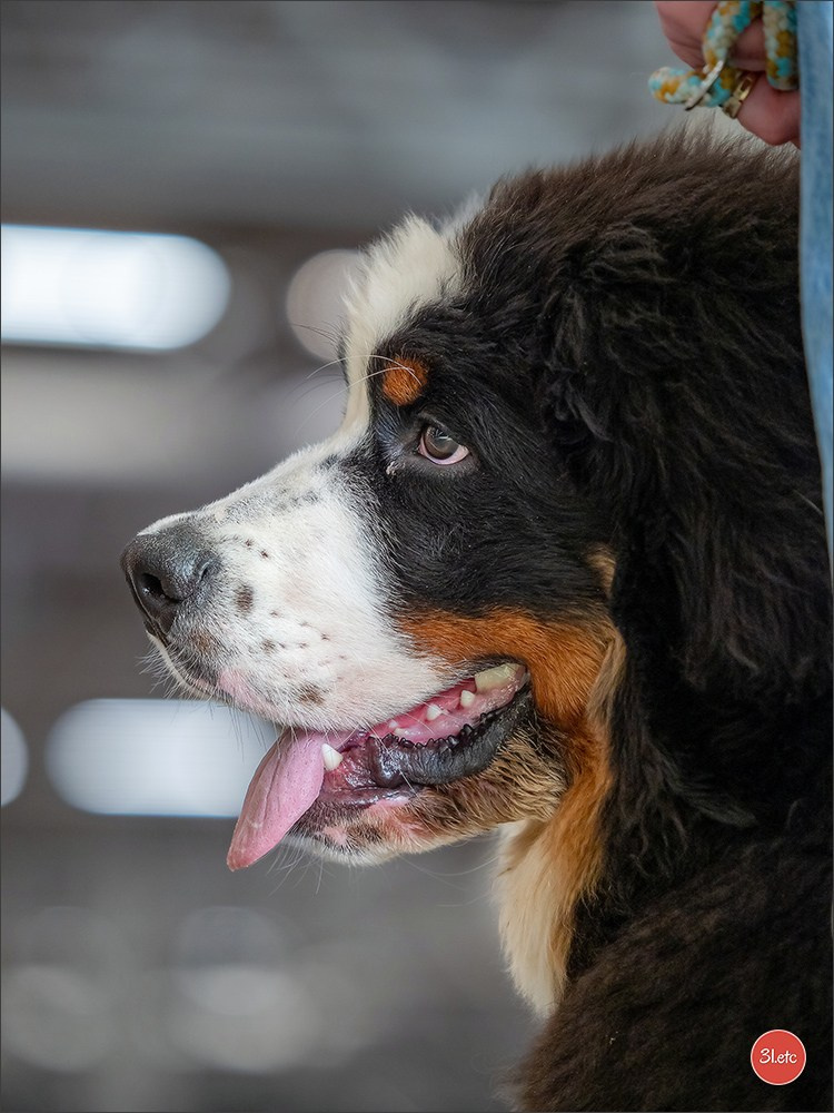 PDS  🇫🇷  Paris Dog Show  🇫🇷  Expo canine  10-11/01/2026. Photographe à Strasbourg | Portraits, Studio, Enfants, Événements