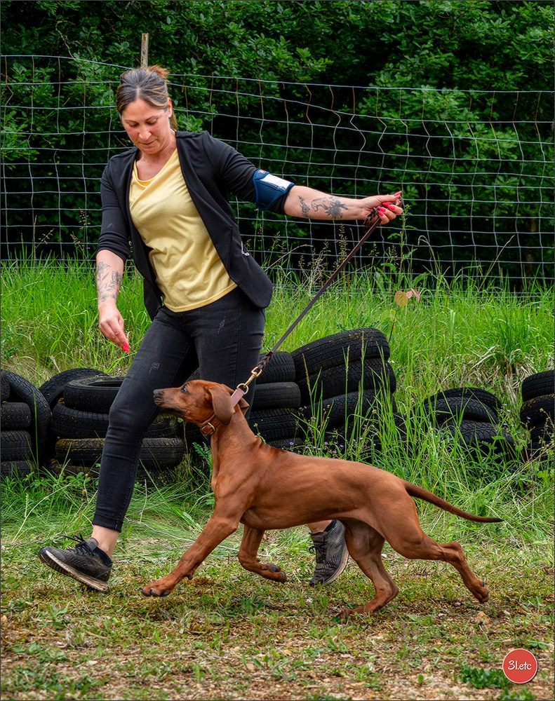 R.E. Rhodesian Ridgeback - Belleau (54) Expo canine Nancy  🇫🇷  24/05/2025. Photographe à Strasbourg | Portraits, Studio, Enfants, Événements