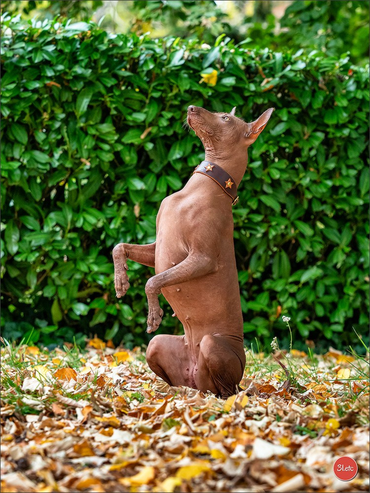 Expo canine 🇫🇷 Poitiers 18-19/10/2025. Photographe à Strasbourg | Portraits, Studio, Enfants, Événements