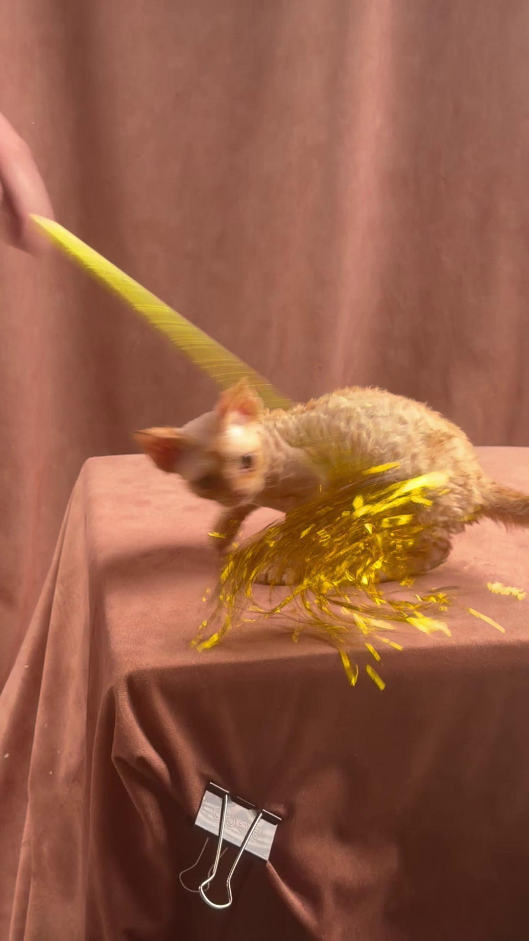 Piper, girl, born 02.11.26. Devon Rex Pixie Cattery