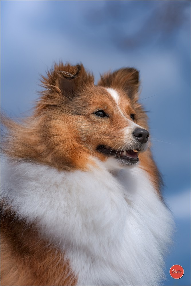 🇱🇺 LUXEMBOURG 🇱🇺 International Dog Show 4-5/04/2026. Photographe à Strasbourg | Portraits, Studio, Enfants, Événements