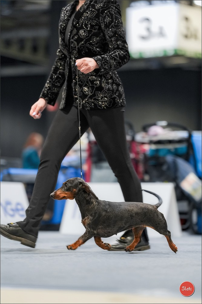 🇱🇺 LUXEMBOURG 🇱🇺 International Dog Show 4-5/04/2026. Photographe à Strasbourg | Portraits, Studio, Enfants, Événements