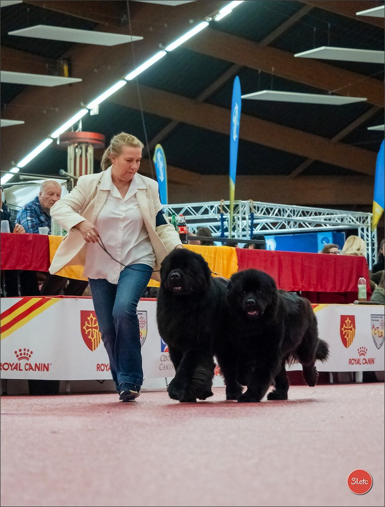 🇫🇷Exposition Canine Internationale de Perpignan. Photographe à Strasbourg | Portraits, Studio, Enfants, Événements