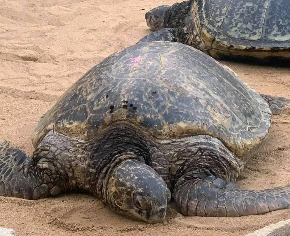 Lens Work From the Field 3