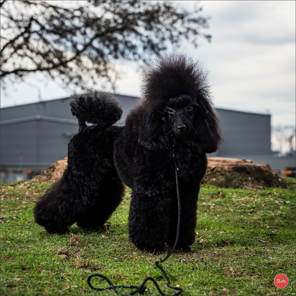 🇩🇪 Offenburg  International Dogshow 09-10.03.24 🇩🇪. Photographe à Strasbourg | Portraits, Studio, Enfants, Événements