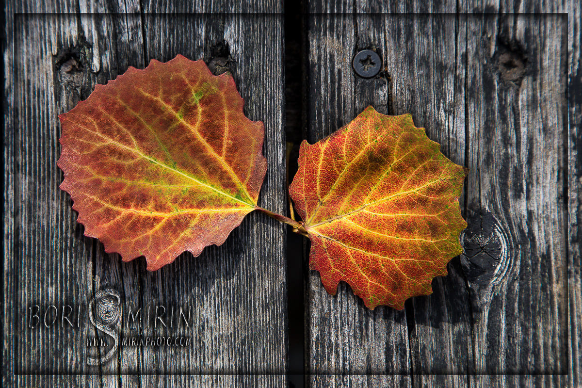 Nature and City. Kinosura Creative Studio in Helsinki and Kuopio