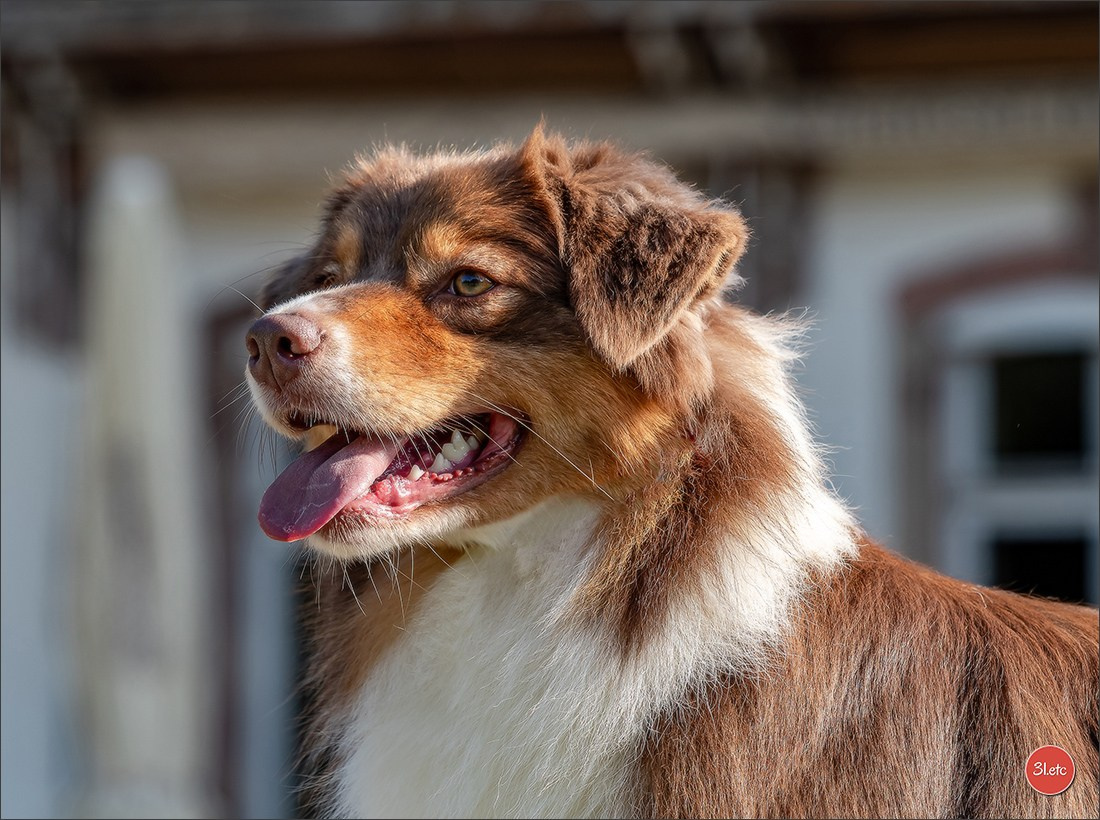 Expo canine Strasbourg  🇫🇷  23-24/08/2025. Photographe à Strasbourg | Portraits, Studio, Enfants, Événements