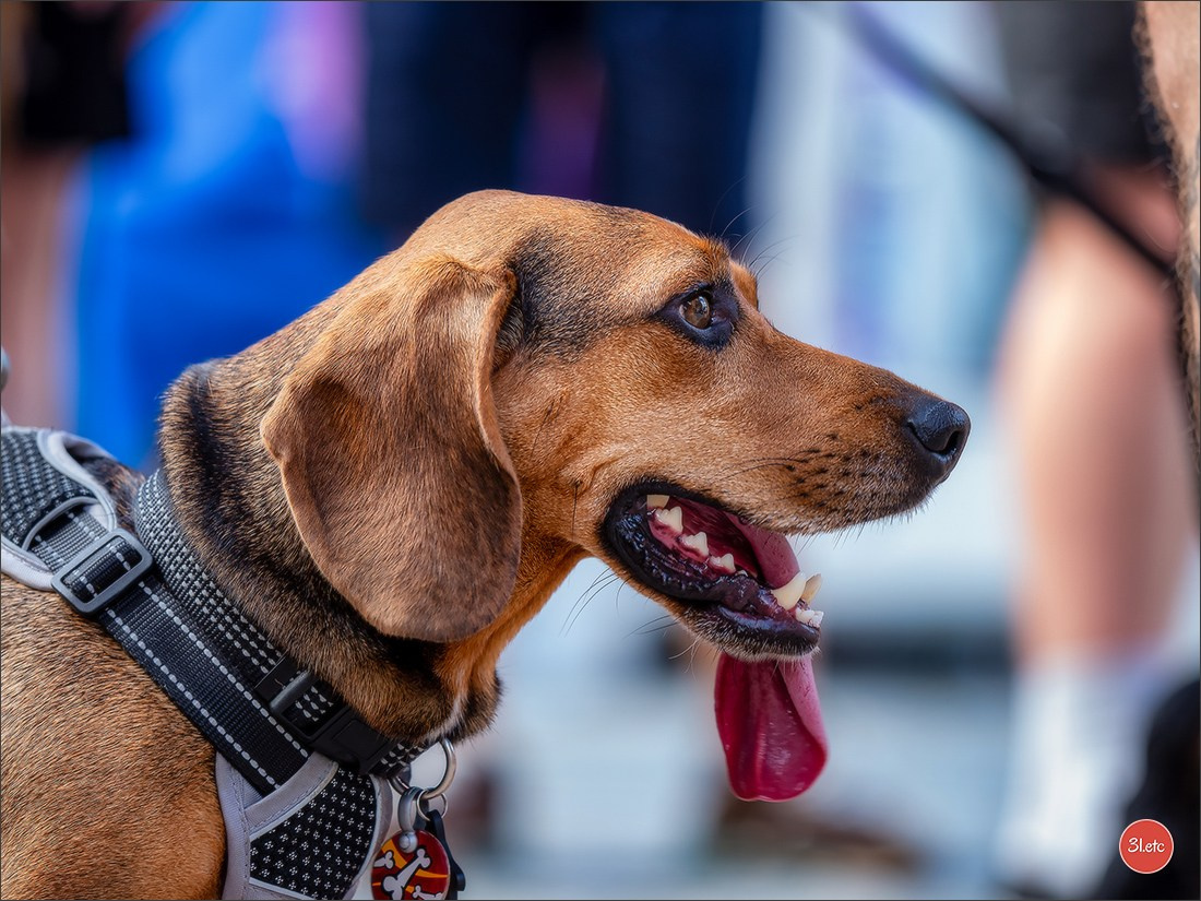Teckels Parade Strasbourgeoise  Vous pouvez voir le galerie de photos. Photographe à Strasbourg | Portraits, Studio, Enfants, Événements