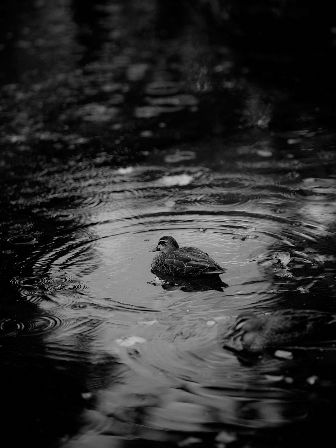 MCC 260516 / Leaves are Falling Part 2. CARTER BNW