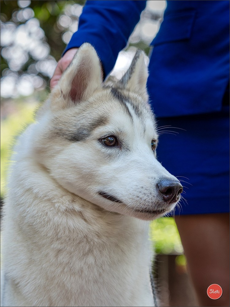 Expo canine 🇲🇨  Monaco 10-11/05/2025. Photographe à Strasbourg | Portraits, Studio, Enfants, Événements