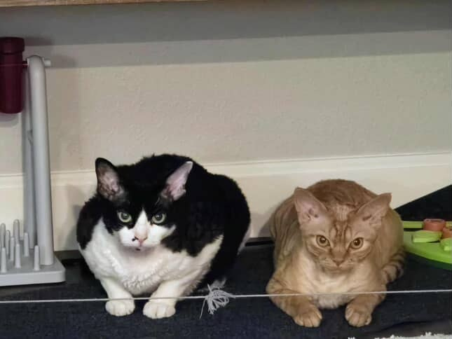 Dorito, boy, born on 06.06.24 SOLD. Devon Rex Pixie Cattery