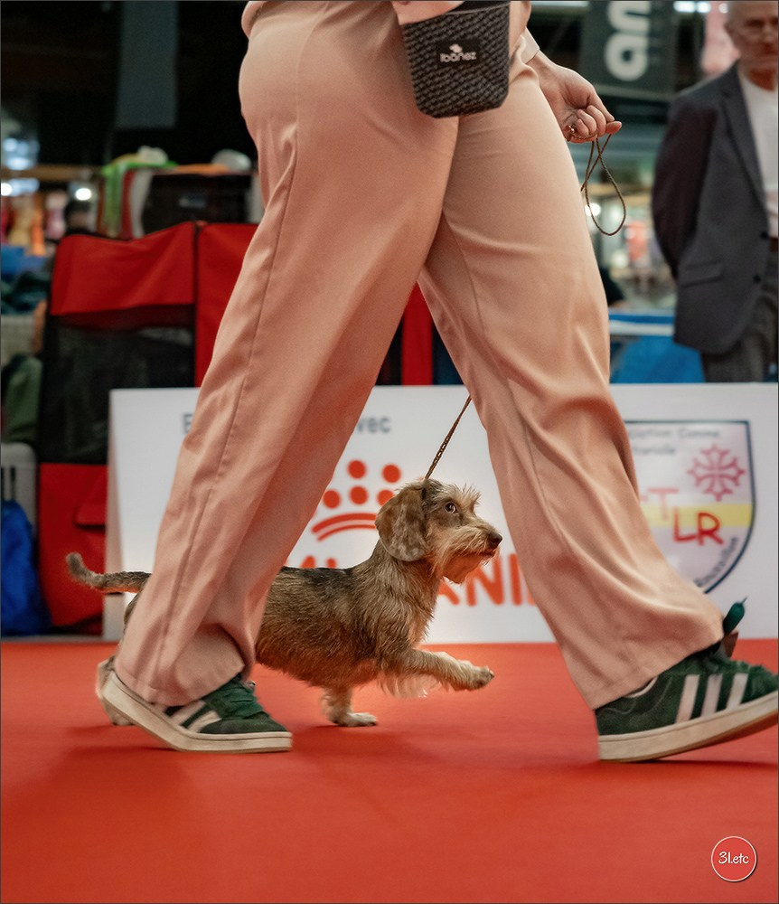 🇫🇷  Perpignan Dog Show  🇫🇷  Expo canine  17-18/01/2026. Photographe à Strasbourg | Portraits, Studio, Enfants, Événements