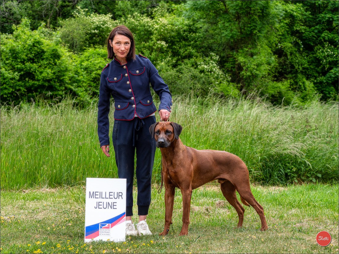 R.E. Rhodesian Ridgeback - Belleau (54) Expo canine Nancy  🇫🇷  24/05/2025. Photographe à Strasbourg | Portraits, Studio, Enfants, Événements