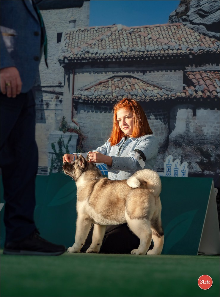 Dog Show  🇮🇹  San Marino. Photographe à Strasbourg | Portraits, Studio, Enfants, Événements