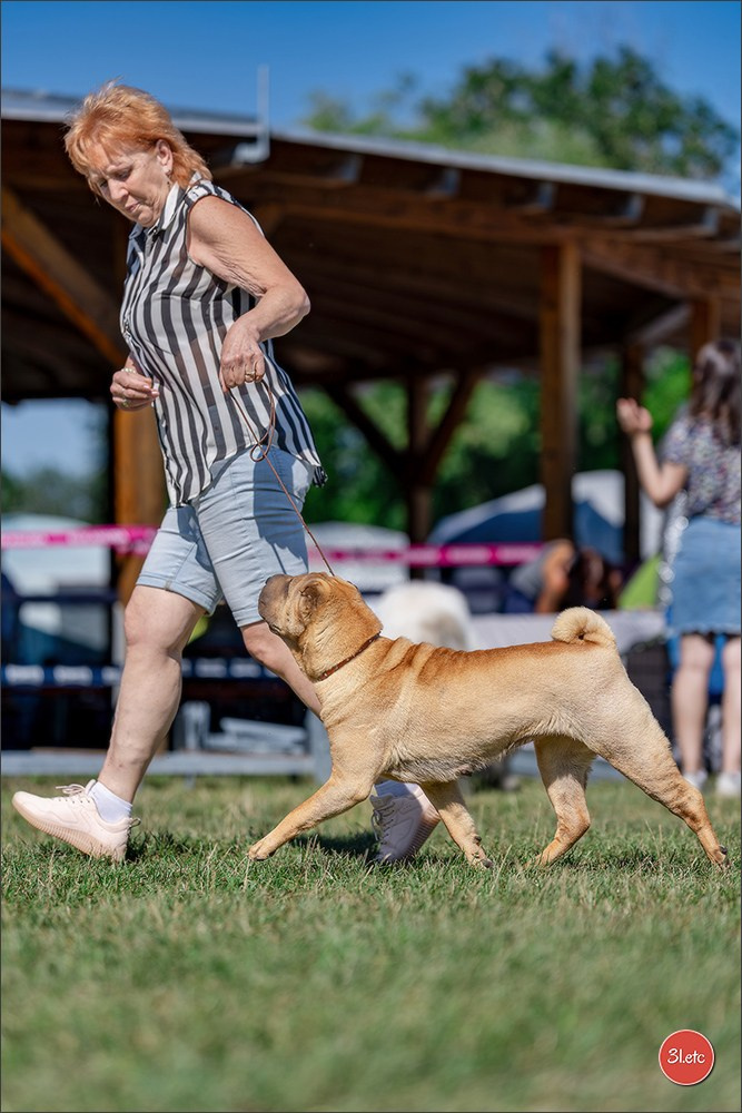 Dog Show - Hallbergmoos 🇩🇪 11-12/07/2026