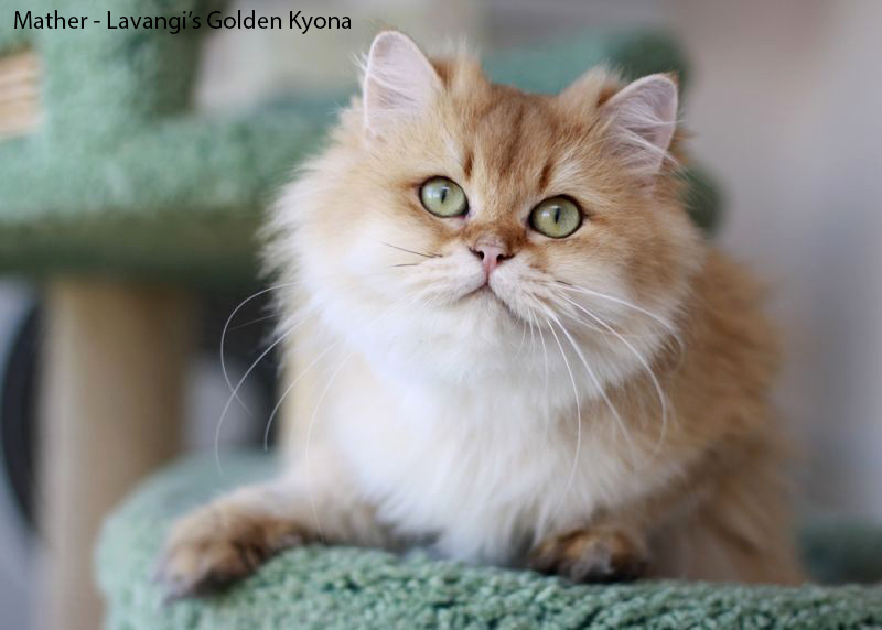 Εκτροφειο βρετανικης κοντότριχης γατας στην Ελλαδα, εκτροφείο βρετανικής κοντότριχης στην Αθήνα, εκτροφειο british shorthair Αθηνα, βρετανικη κοντοτριχη τσιντσιλα, χρυση βρετανική γάτα, βρετανική κοντότριχη γάτα με pedigree, βρετανική κοντότριχη γάτα τιμή, βρετανική μακρύτριχη γάτα, εκτροφείο βρετανικής κοντότριχης γάτας στην Κύπρο, εκτροφείο βρετανικής κοντότριχης γάτας στην Λεμεσό, βρετανική γάτα στην Κύπρο τιμή, χρυσή βρετανική γάτα στην Κύπρο, χρυσή βρετανική γάτα Λεμεσός