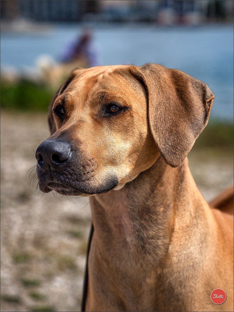 Expo canine 🇫🇷 Martigues  19-20/04/2025. Photographe à Strasbourg | Portraits, Studio, Enfants, Événements