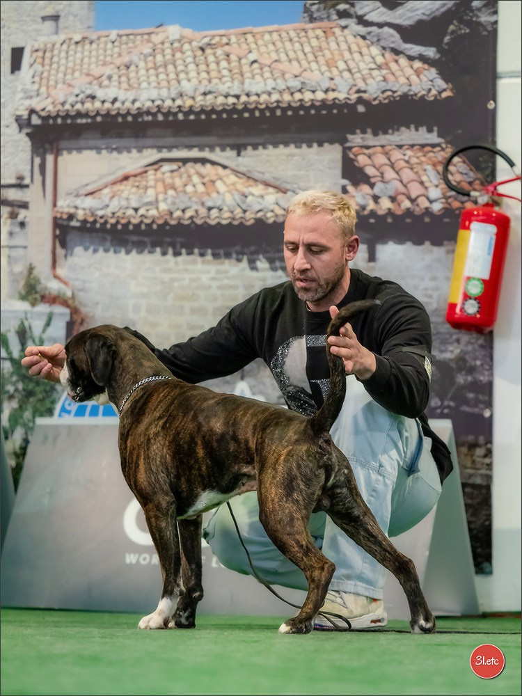 Dog Show  🇮🇹  San Marino. Photographe à Strasbourg | Portraits, Studio, Enfants, Événements