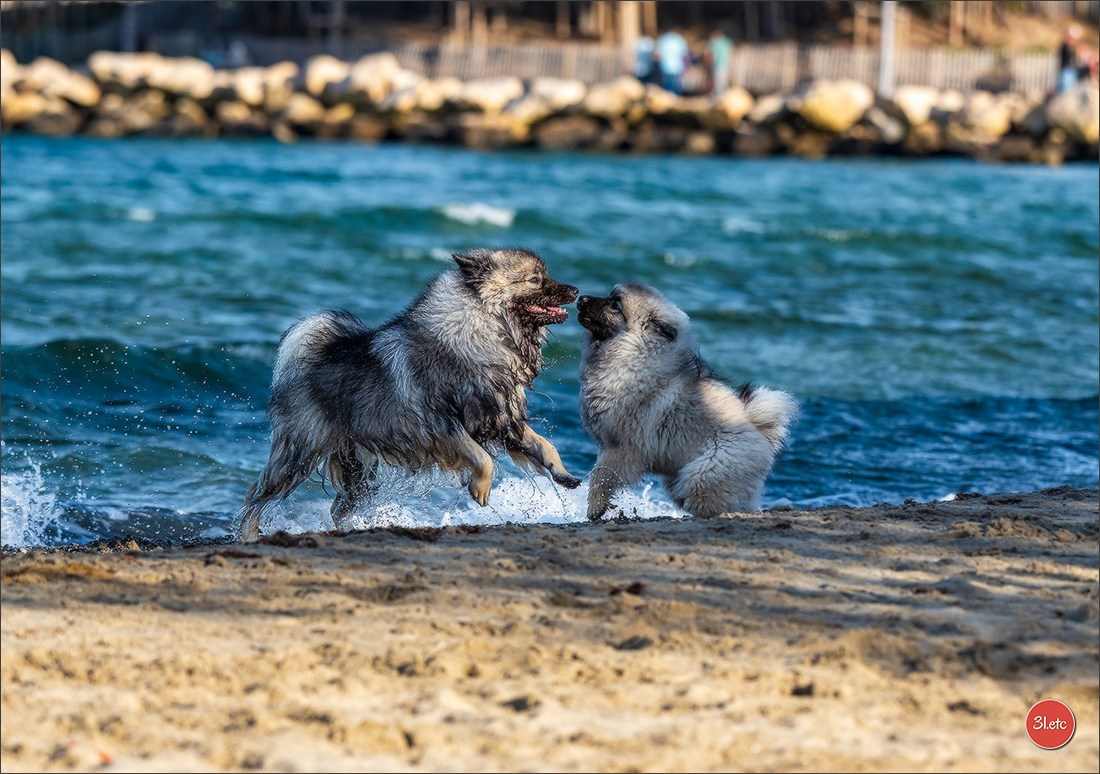 Expo canine 🇫🇷 Martigues  19-20/04/2025. Photographe à Strasbourg | Portraits, Studio, Enfants, Événements