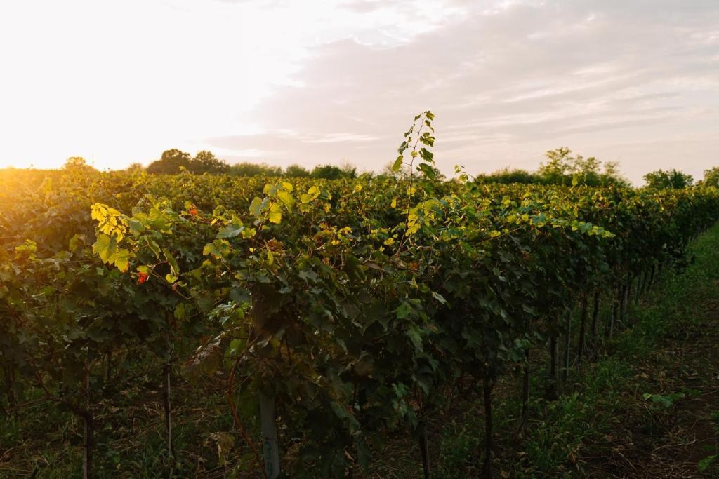 Vazisubani Estate. Главная